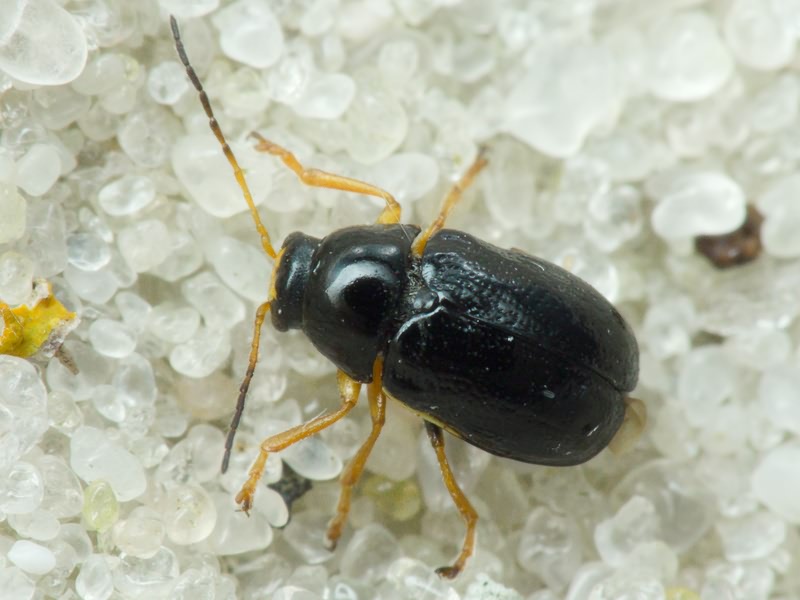 Cryptocephalus (Cryptocephalus) bameuli Duhadelborde, 1999